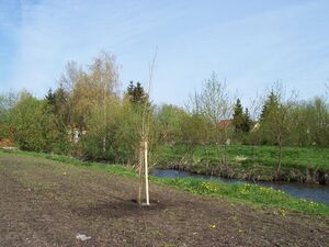 Baum des Jahres 2006