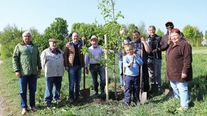 Pflanzung Baum des Jahres 2019, Flatter-Ulme
